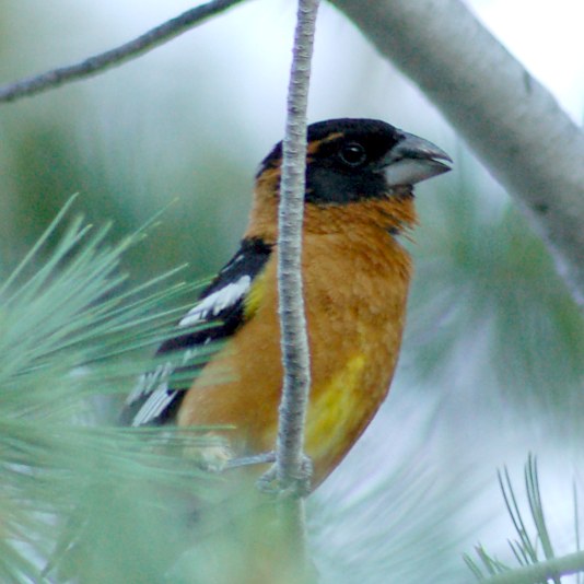 Black-headed Grosbeak photo #3