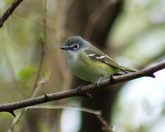 Blue-headed Vireo