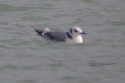 Black-legged Kittiwake (1st winter)