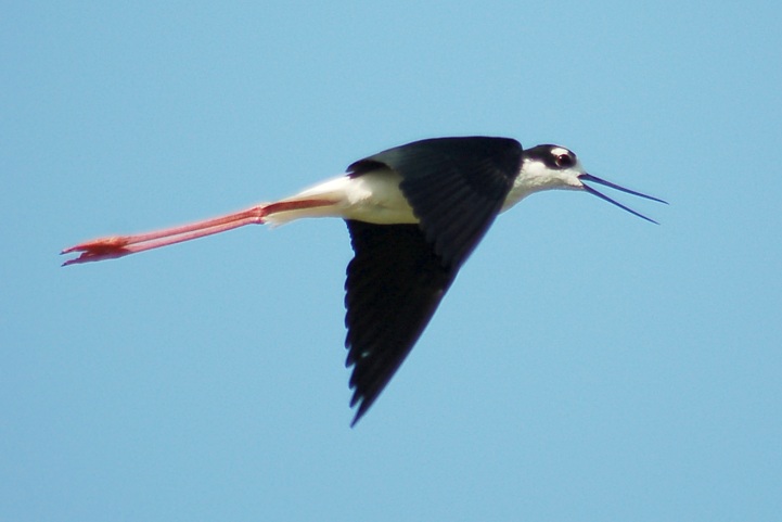 Black-necked Stilt photo #3