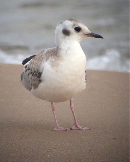 Bonaparte's Gull photo #3