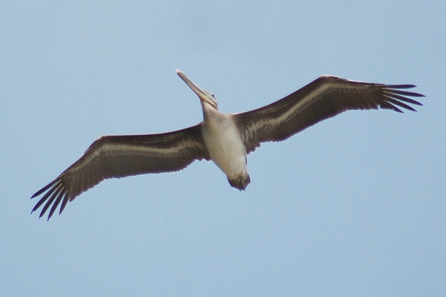 Brown Pelican