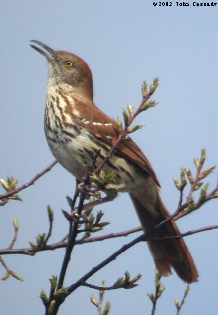 Brown Thrasher photo #2