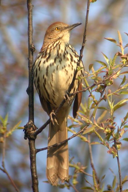 Brown Thrasher photo #3