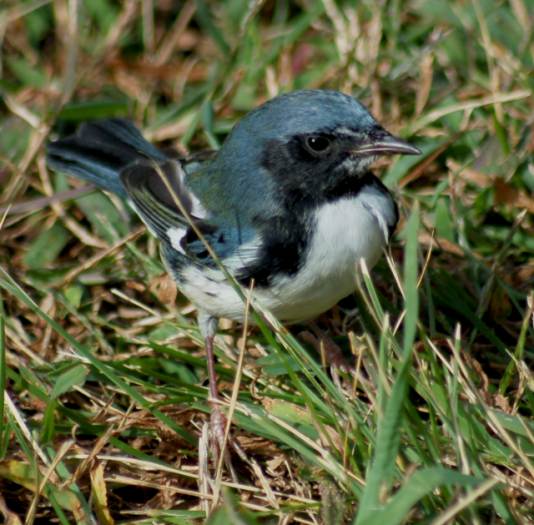 Black-throated Blue Warbler (1st fall male)
