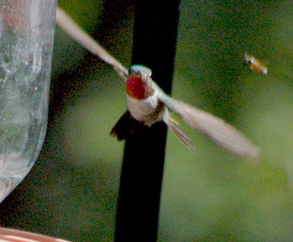 Broad-tailed Hummingbird 