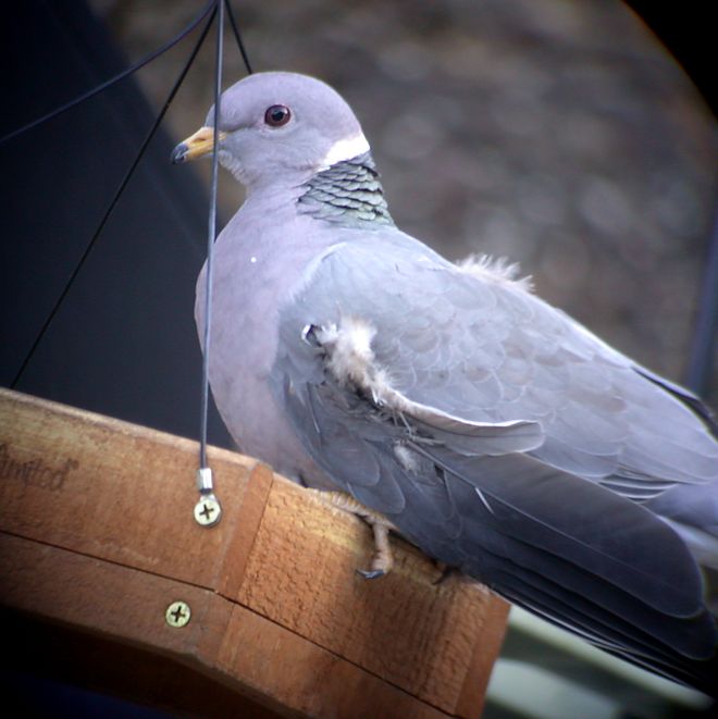 Band-tailed Pigeon Photo 3