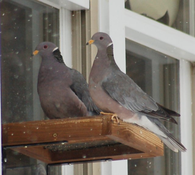 Band-tailed Pigeon Photo 1