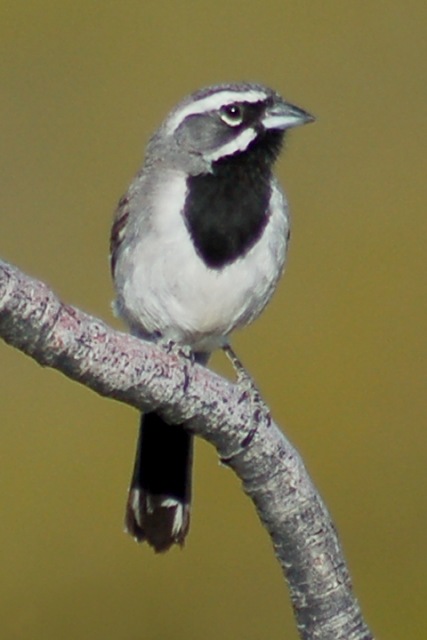 Black-throated Sparrow photo #8