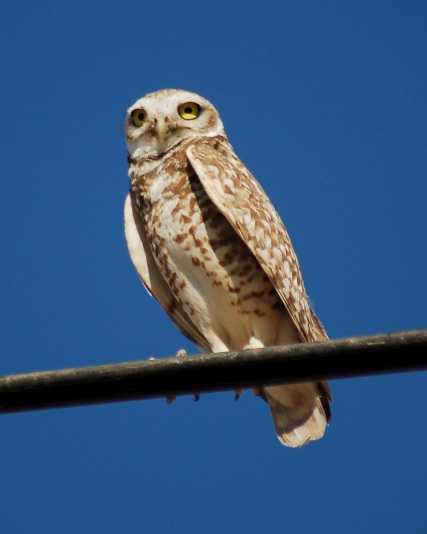 Burrowing Owl photo #2