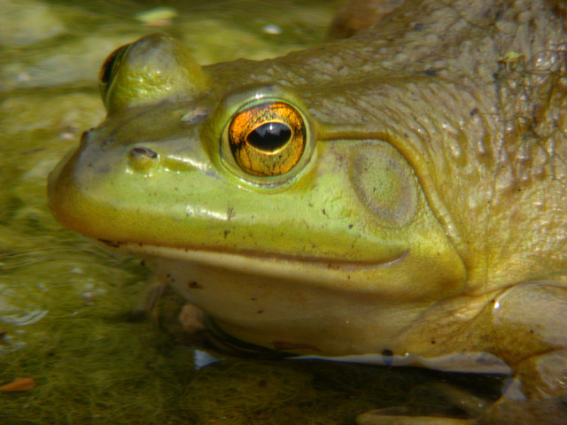 Bull Frog photo #2