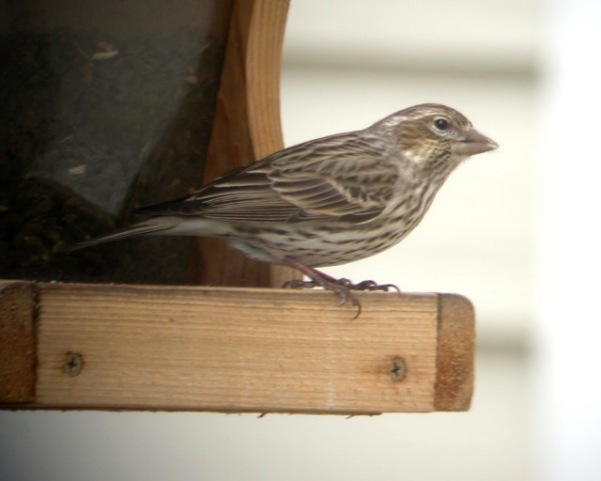 Cassin's Finch (female)