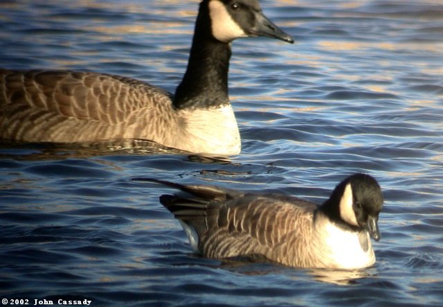 Cackling Goose Goose Photo 1