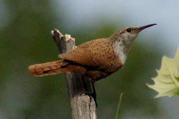 Canyon Wren