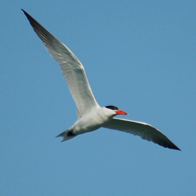 Caspian Tern (adult) photo #2