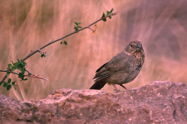 Canyon Towhee photo #2