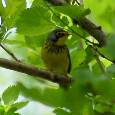 Canada Warbler