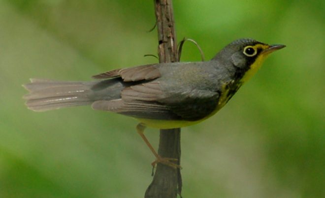 Canada Warbler