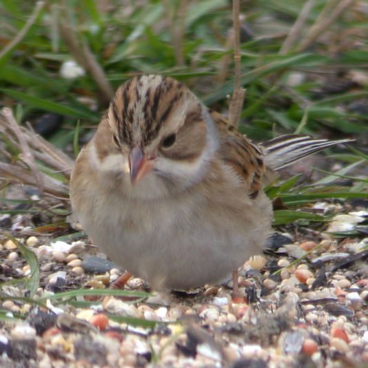 Clay-colored Sparrow photo #3