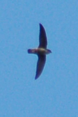 Chimney Swift photo #2