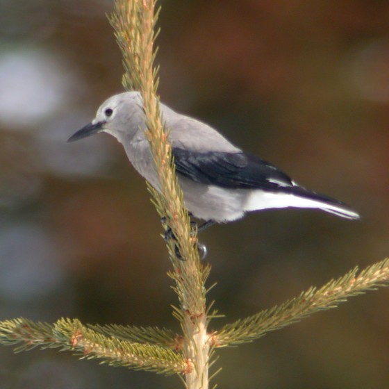 Clark's Nutcracker