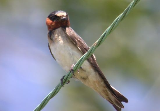 Cliff Swallow