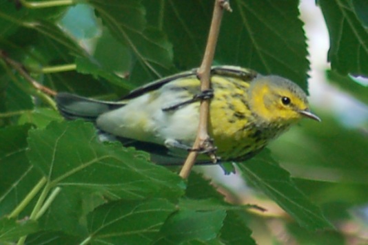Cape May Warbler (1st fall male)
