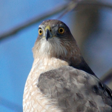 Cooper's Hawk (adult) Photo #3