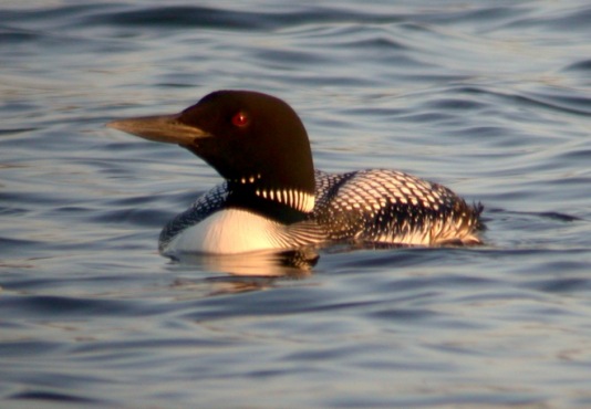 Common Loon photo #2