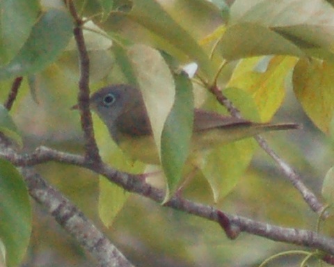 Connecticut Warbler Photo 2