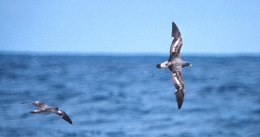 Cory's Shearwater photo #1