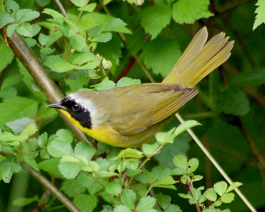 Common Yellowthroat photo 2