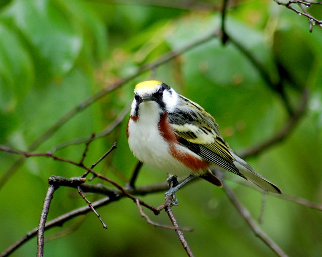 Chestnut-sided Warbler photo #2