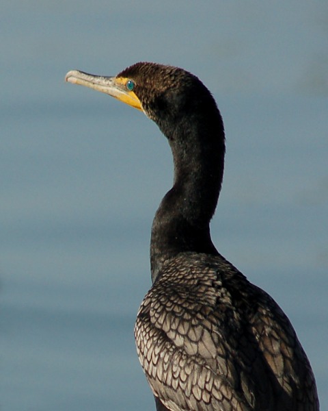 Double-crested Cormorant photo #2