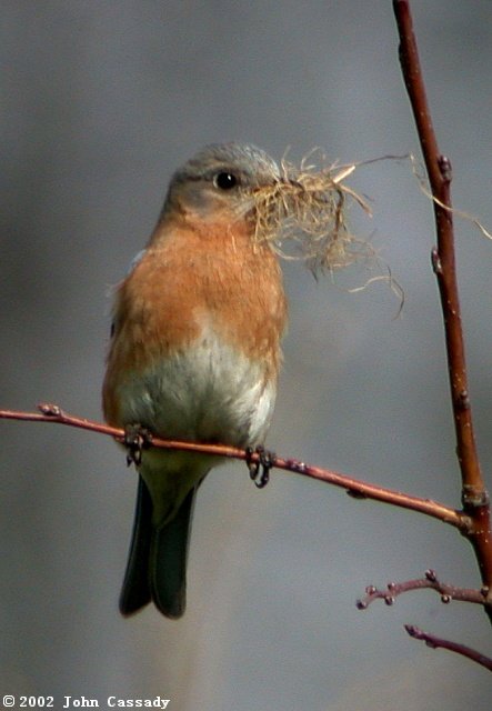 Eastern Bluebird photo #2