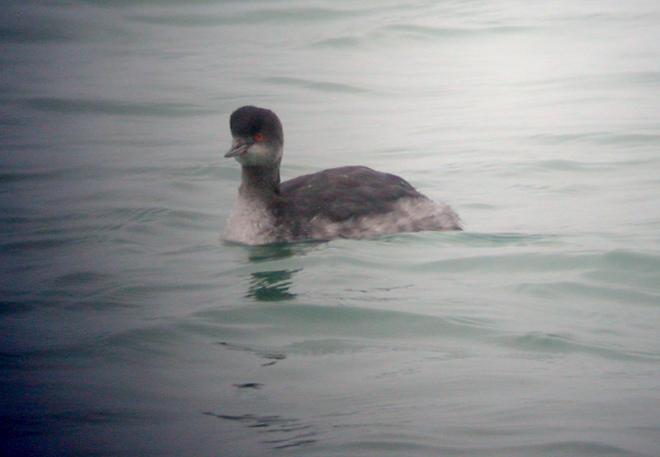 Eared Grebe Photo 1