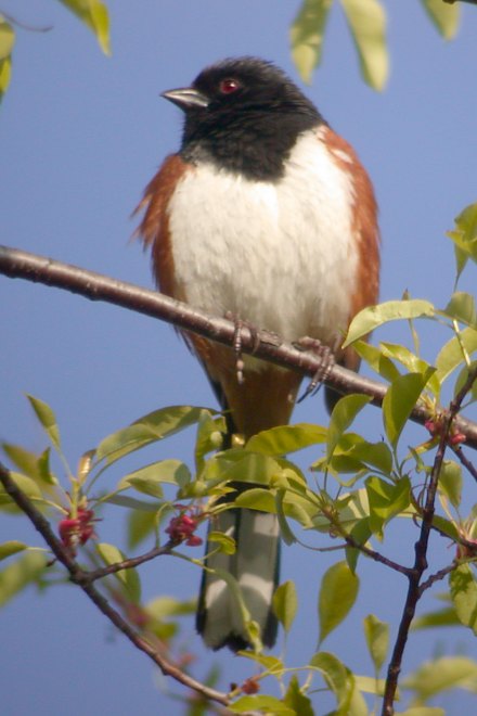 Eastern Towhee (male) photo #1