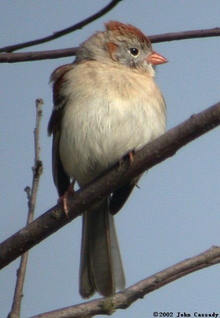 Field Sparrow