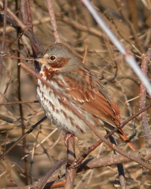 Fox Sparrow