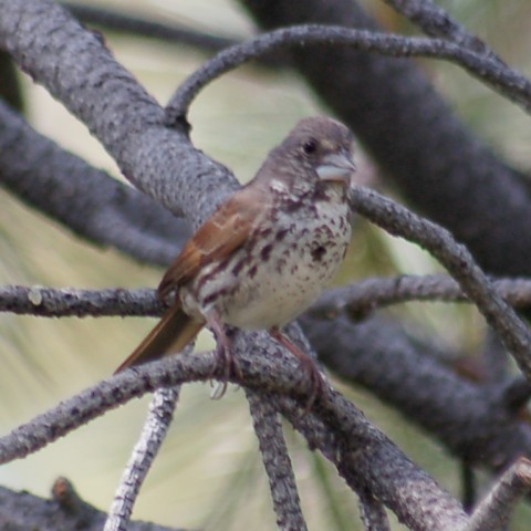 Fox Sparrow (