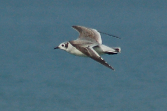 Franklin's Gull (1st winter in flight)