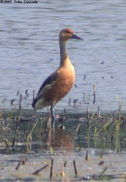 Fulvous Whistling-duck Photo 2