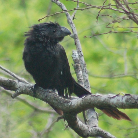 Groove-billed Ani