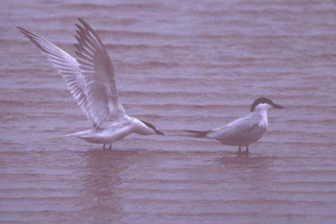 Gull-billed Tern photo #2