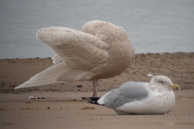 Glaucous Gull (first cycle) photo #5
