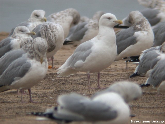 Glaucous Gull