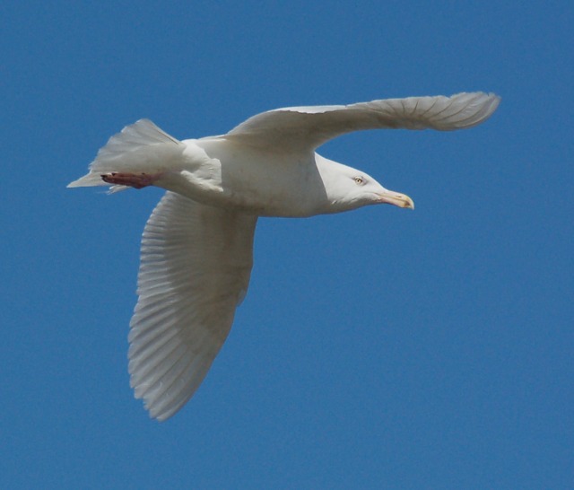 Glaucous Gull (3rd cycle)