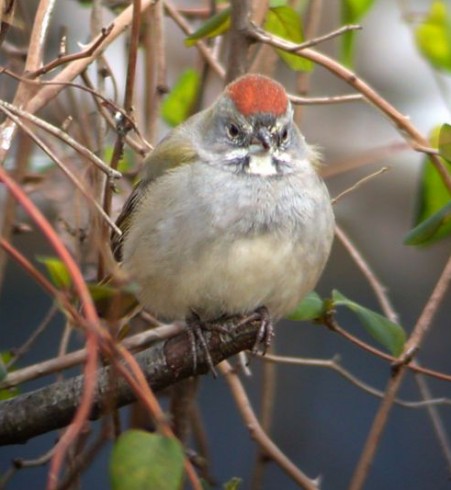 Green-tailed Towhee Photo 1