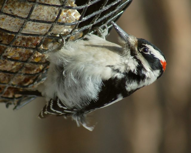 Hairy Woodpecker photo #1