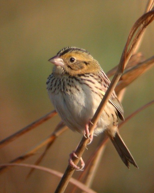 Henslow's Sparrow photo #1